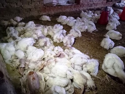 भक्तपुरका कुखुरामा भेटियो बर्डफ्लु